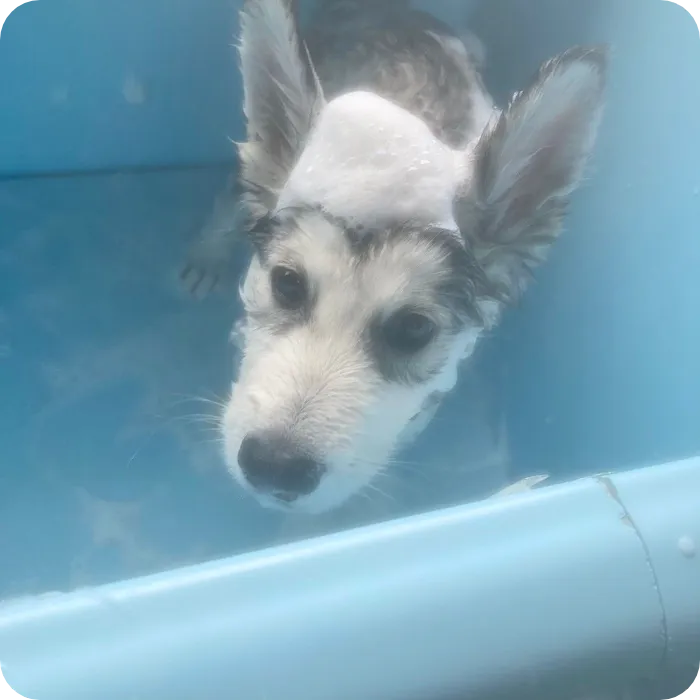 犬