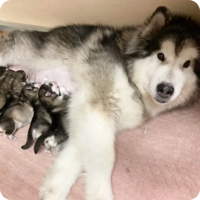 犬