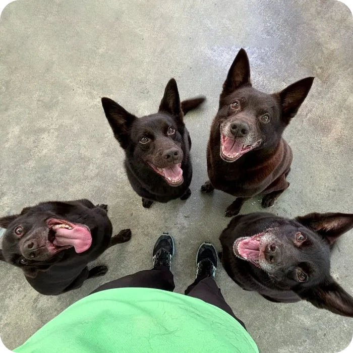 犬