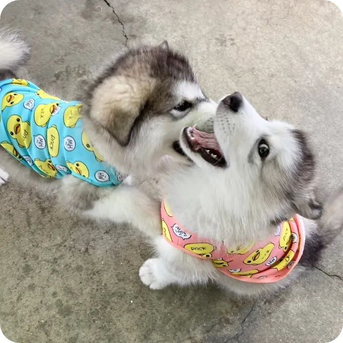 犬