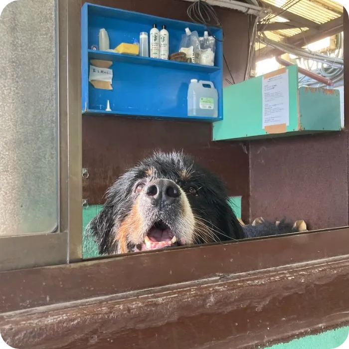 犬