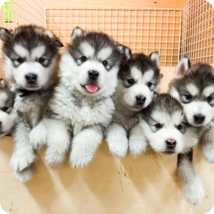 犬