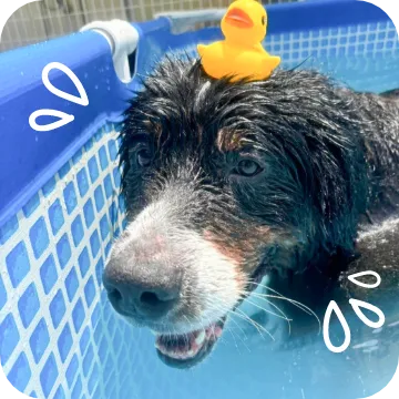 犬