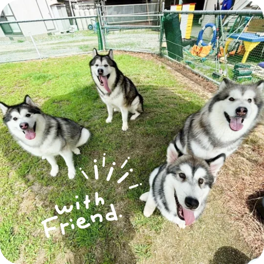 犬