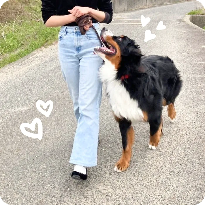 犬