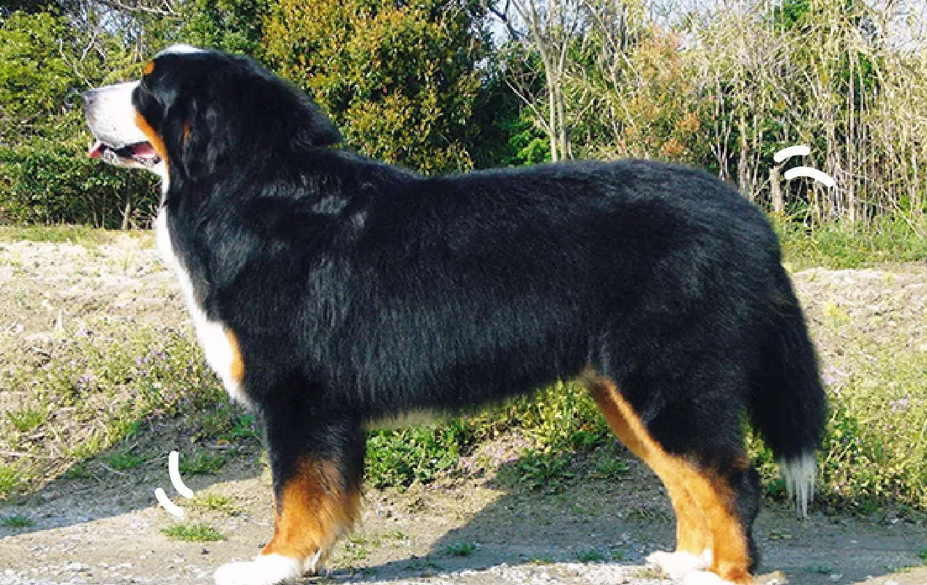 犬