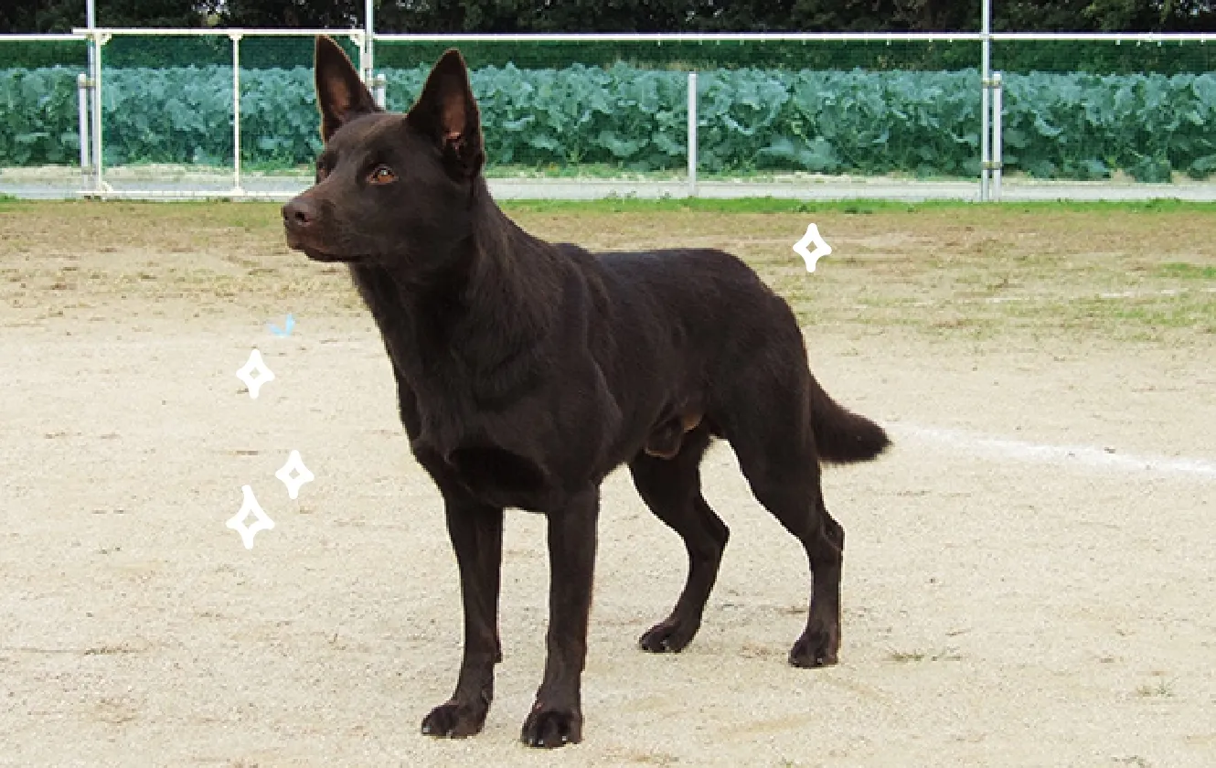犬