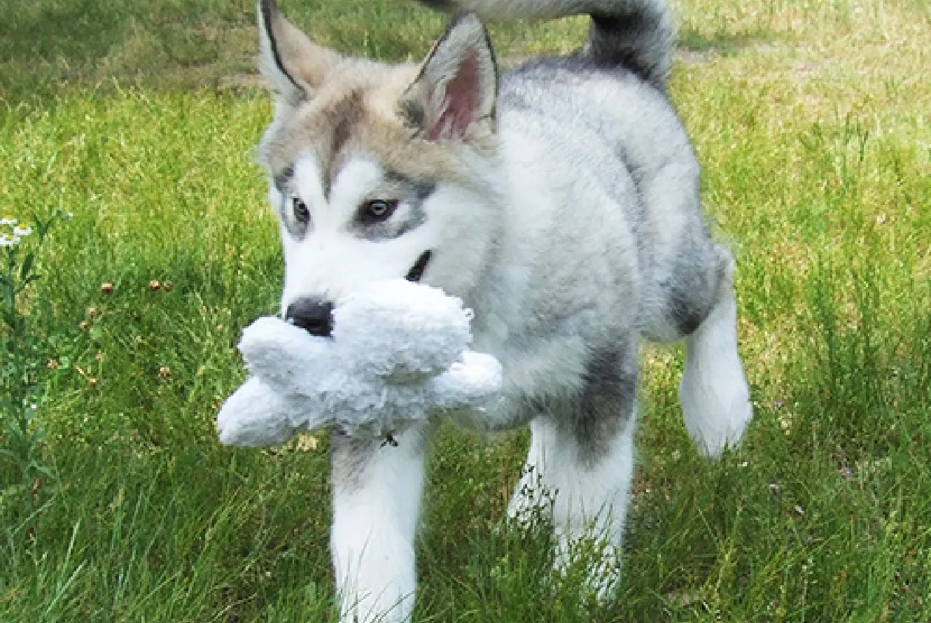 犬