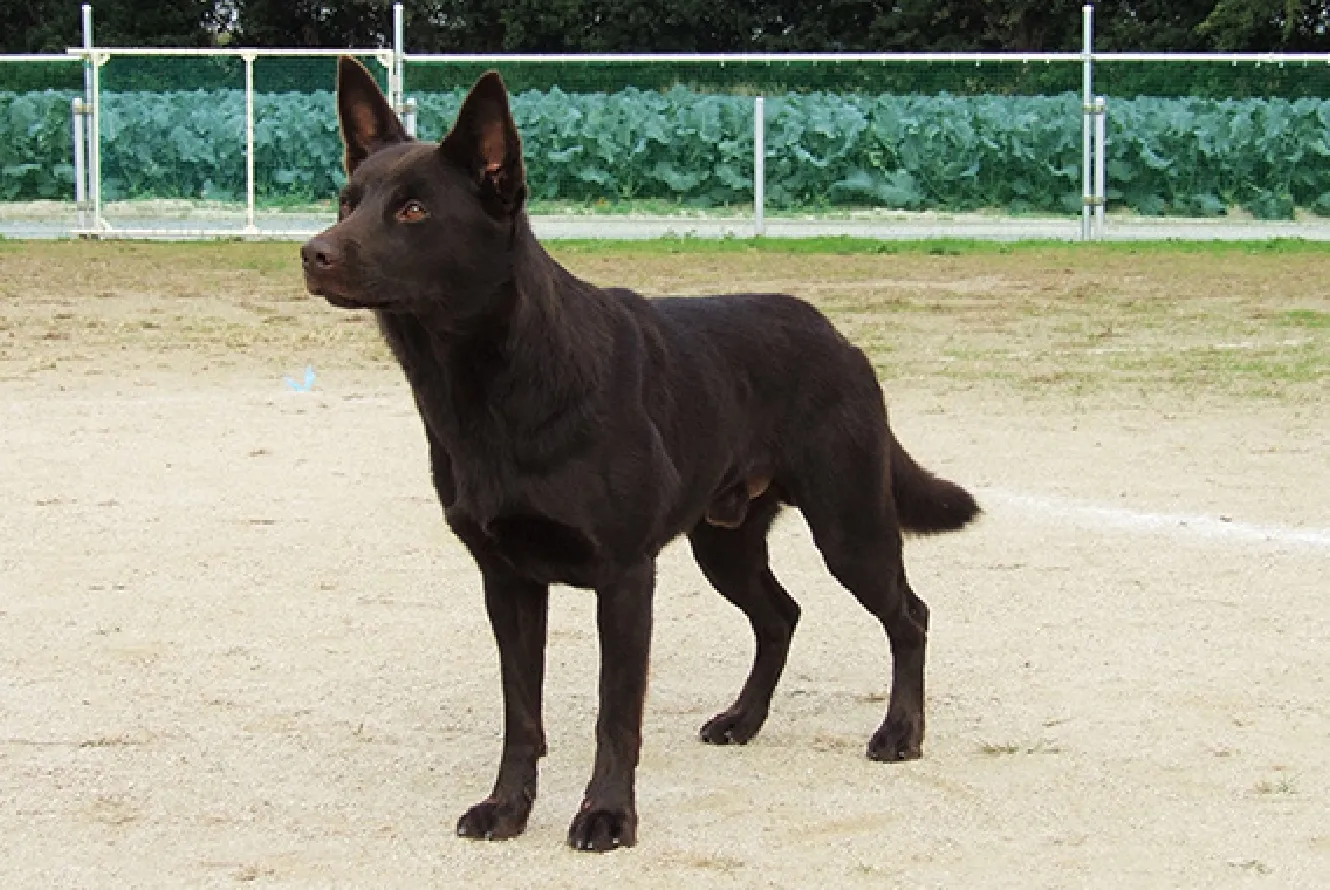 犬