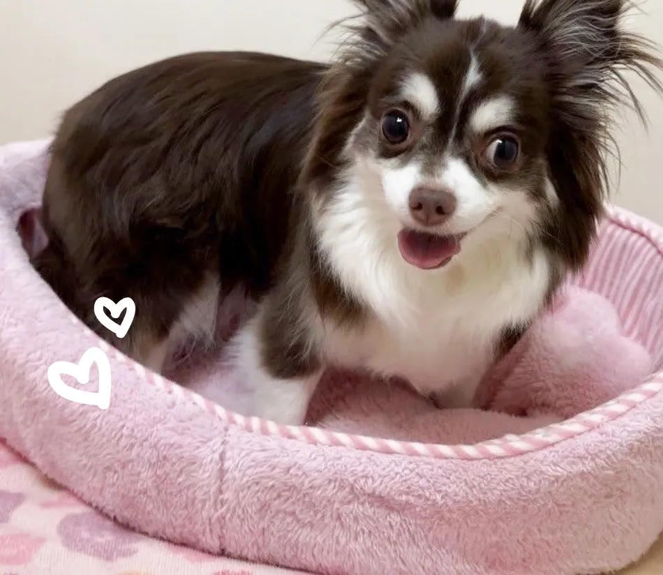 犬