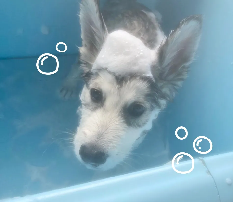 犬